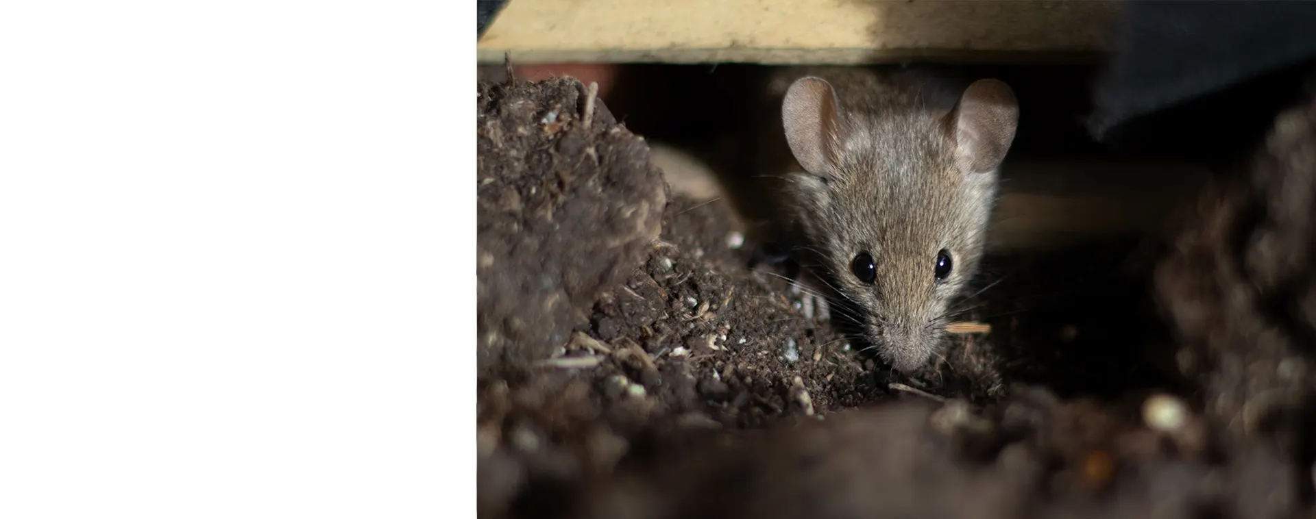Rodent Exclusion