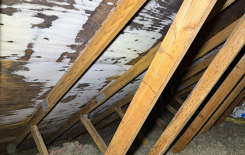 Mold Remediation